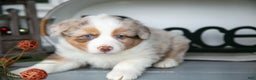 Australian Shepherd dogs for sale: Momo - Ad 3