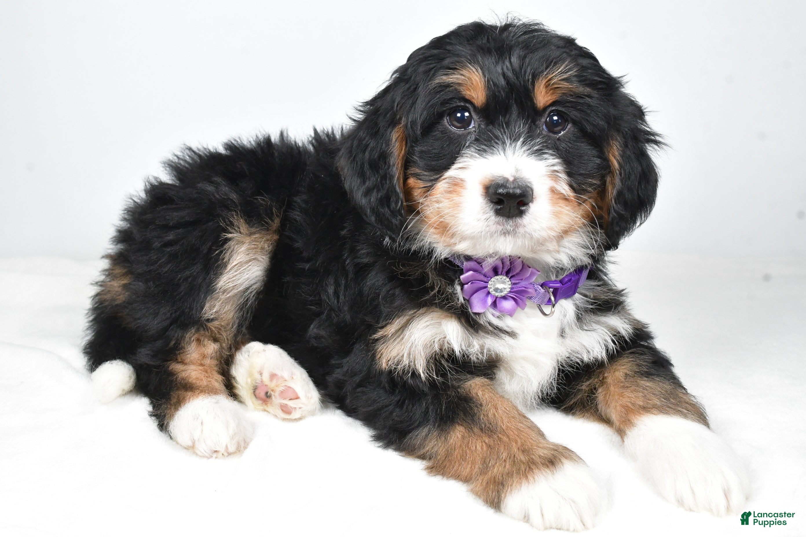 Mini Bernedoodle dogs Ava - Ad 1