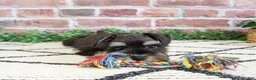 Miniature Schnauzer dogs for sale: Otto  - Ad 3