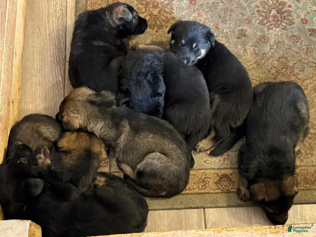 German Shepherd dogs for sale: German Shepherd Puppy 1 - Ad 21