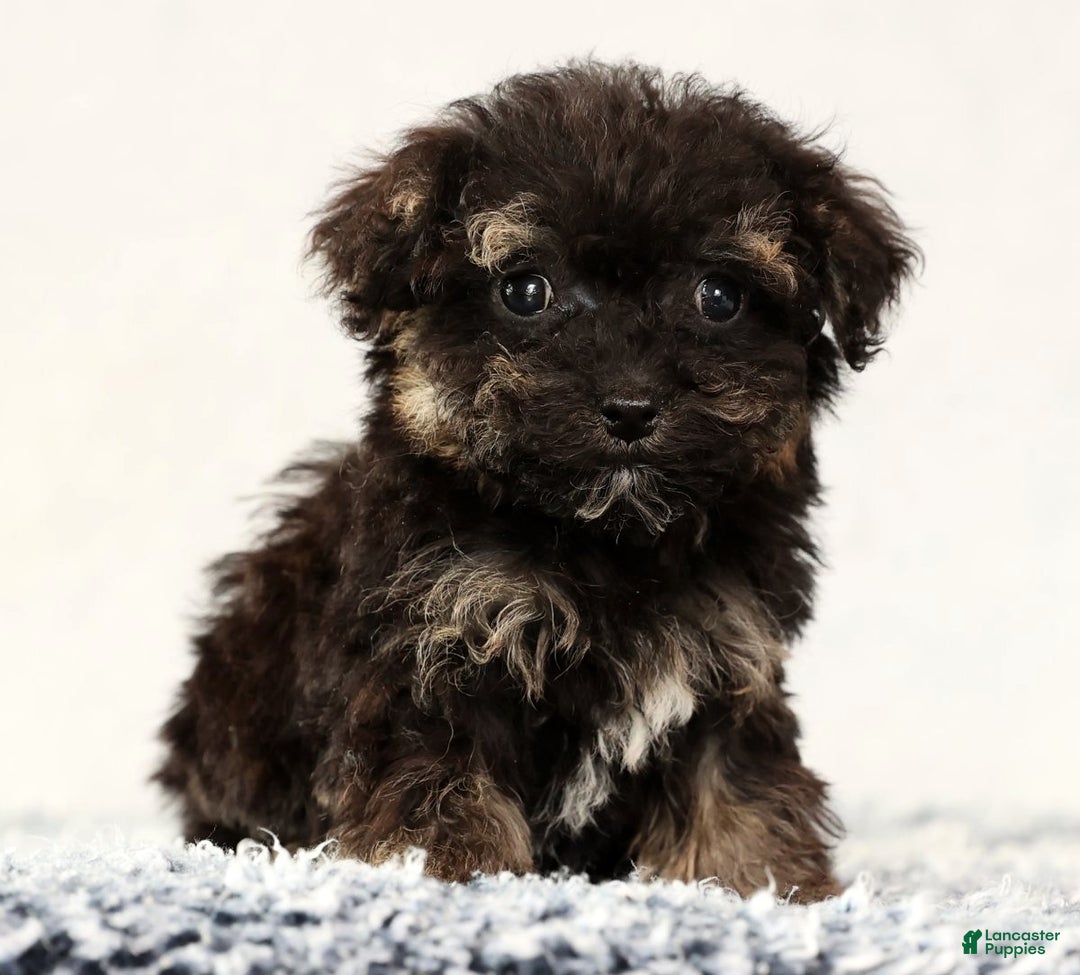 Havapoo dogs for sale: Polly - Ad 6