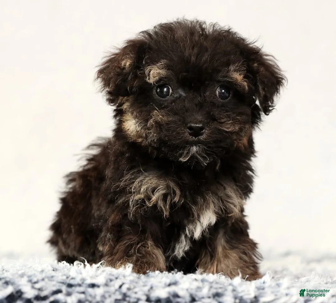 Havapoo dogs for sale: Polly - Ad 6