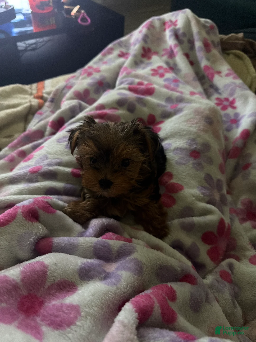 Yorkshire Terrier dogs for sale: Yorkshire Terrier 1 - Ad 2