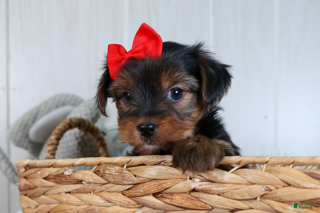 Yorkshire Terrier dogs for sale: CODY - Ad 18