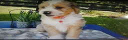 Mini Aussiedoodle dogs for sale: Mini Aussiedoodle 7 Marble - Ad 2