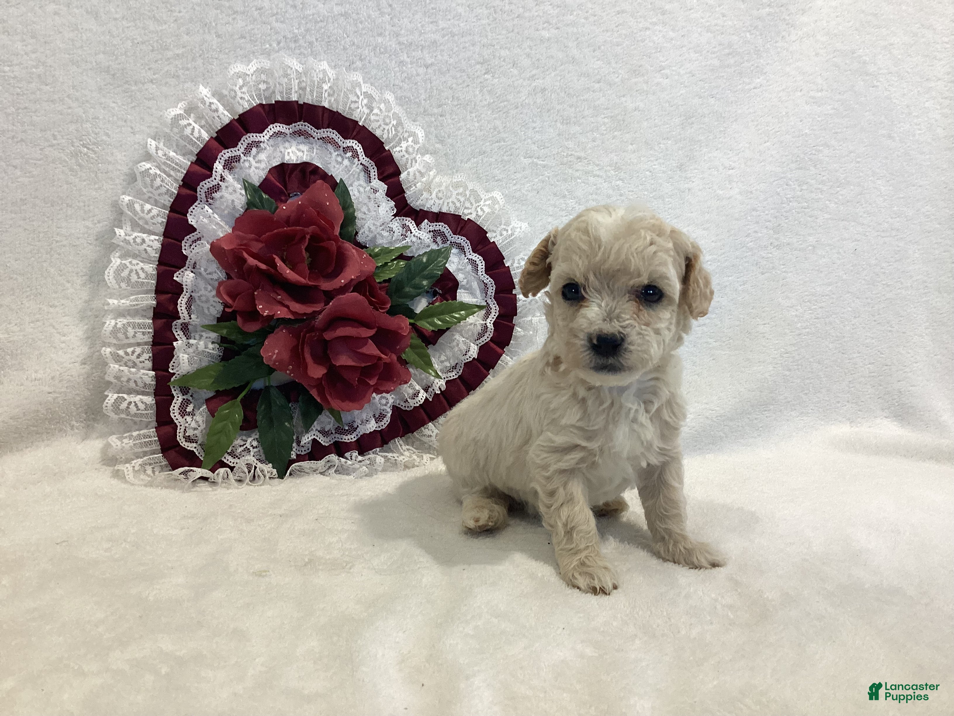 Maltipoo dogs Crispie - Ad 27
