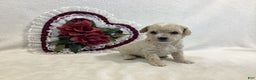 Maltipoo dogs for sale: Crispie - Ad 1