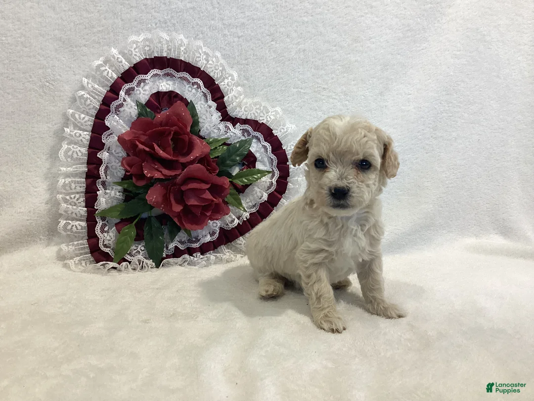 Maltipoo dogs for sale: Crispie - Ad 1