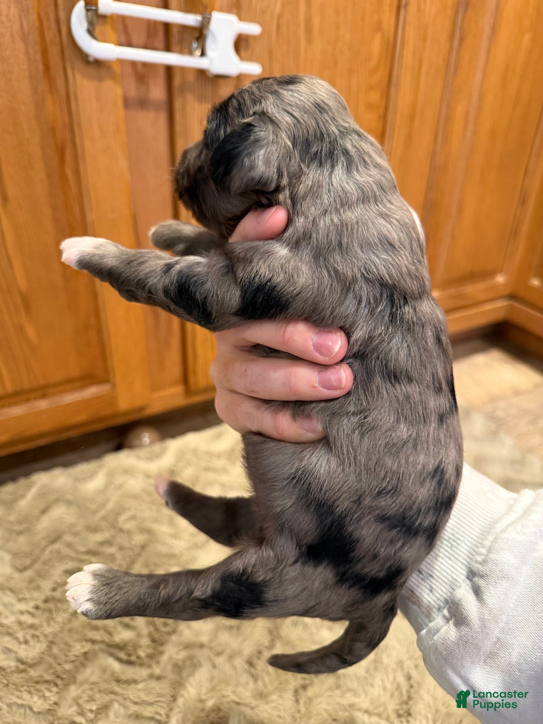 Goldendoodle dogs for sale: Malcom - Ad 4