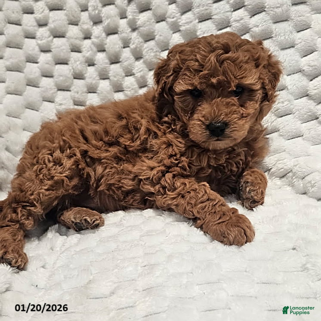 Mini Goldendoodle dogs for sale: Daisy - Ad 2