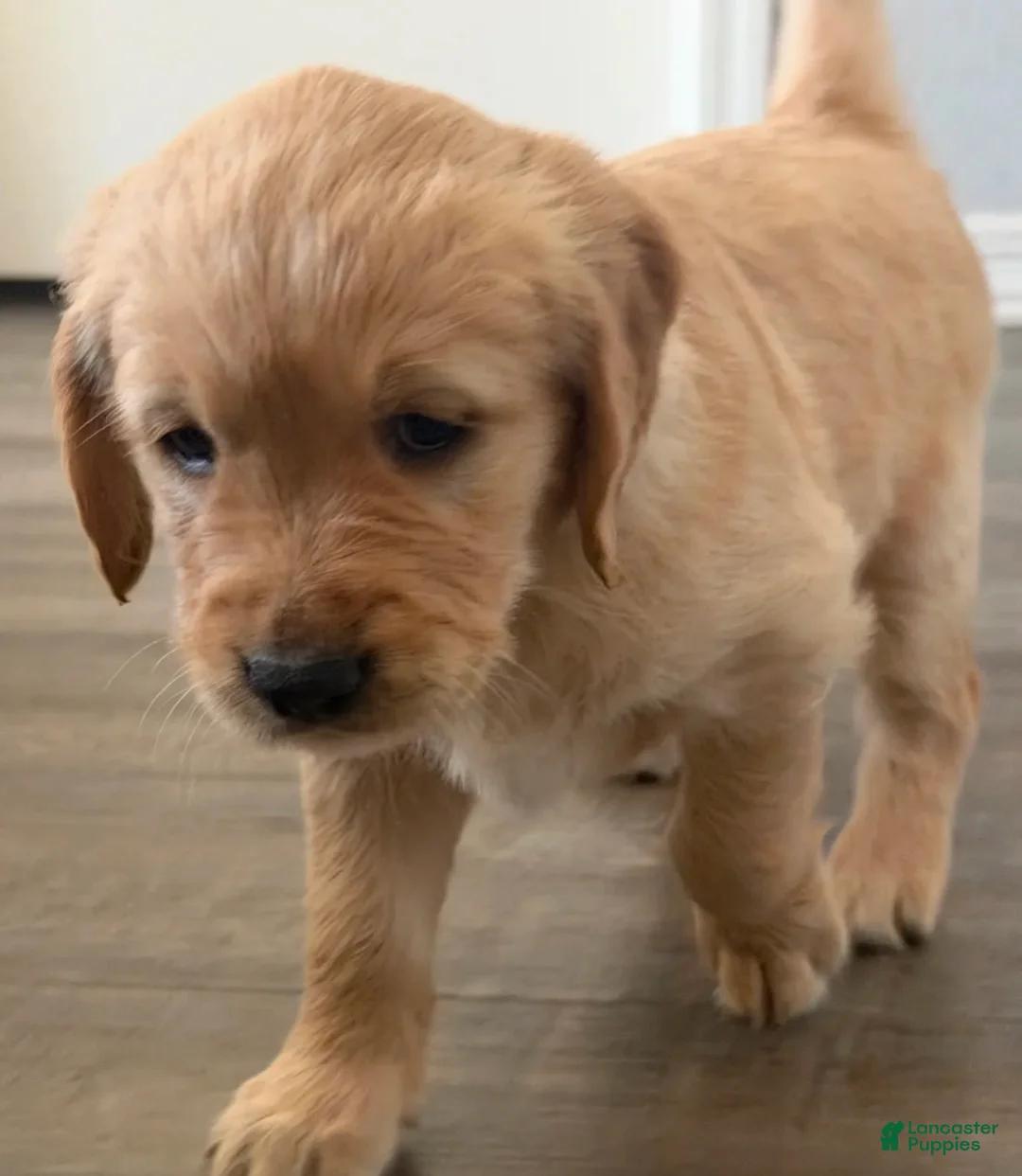 Golden Retriever dogs for sale: Little Girl Purple - Ad 1