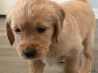 Golden Retriever dogs for sale: Little Girl Purple - Ad 3
