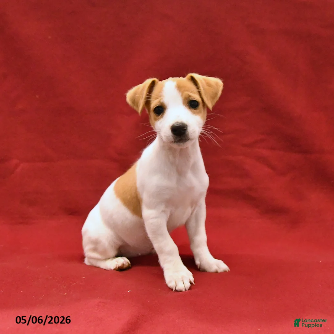 Jack Russell Terrier dogs for sale: Margie - Ad 3