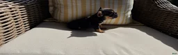 French Bulldog dogs for sale: Coco - Ad 10