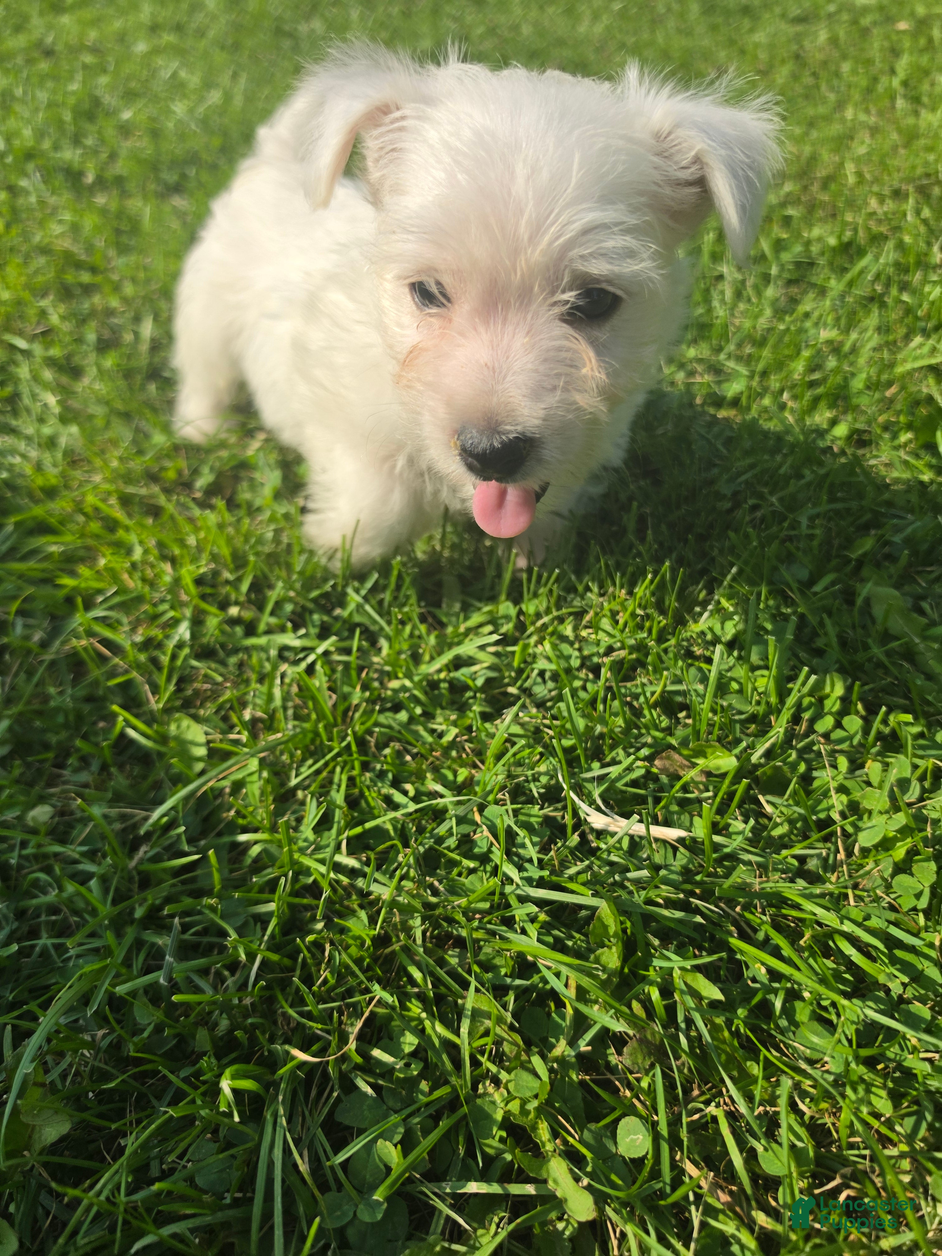 West Highland Terrier dogs West Highland Male 3 - Ad 24