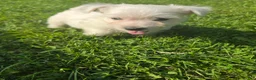 West Highland Terrier dogs for sale: West Highland Male 3 - Ad 1