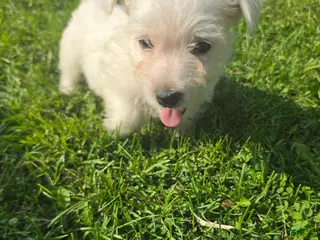 West Highland Terrier dogs West Highland Male 3 - Ad 24