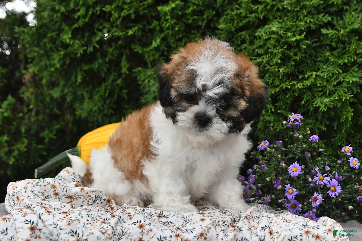 Teddy Bear dogs Tiger - Ad 2