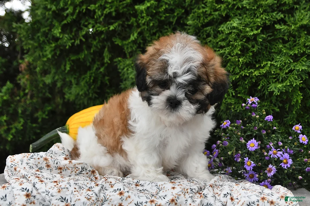 Teddy Bear dogs for sale: Tiger - Ad 2