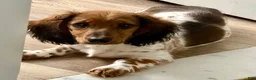 Miniature Dachshund dogs for sale: Miniature Dachshund 1 - Ad 1