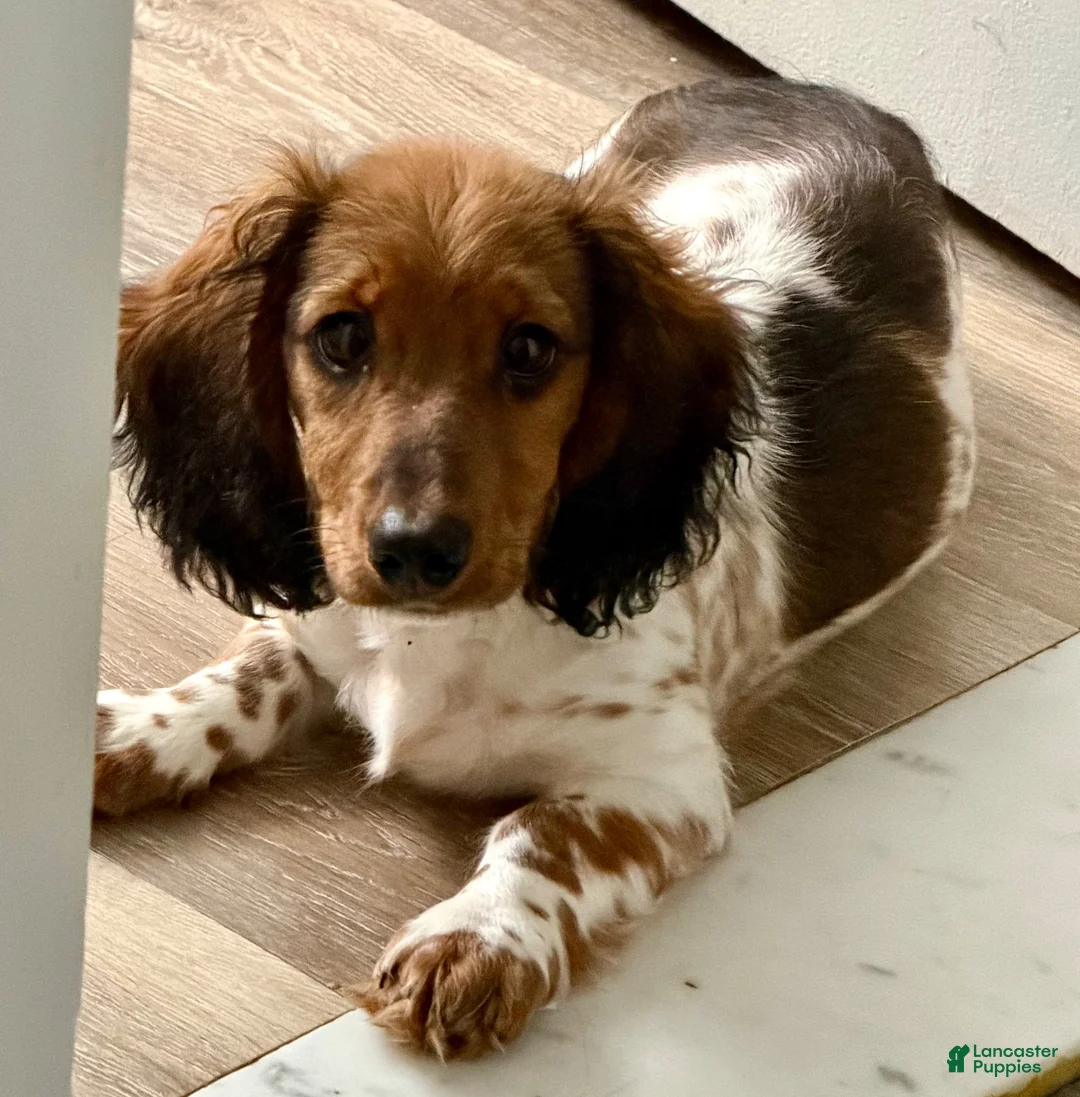 Miniature Dachshund dogs for sale: Miniature Dachshund 1 - Ad 1