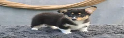 Welsh Corgi Pembroke dogs for sale: Breeze - Ad 6