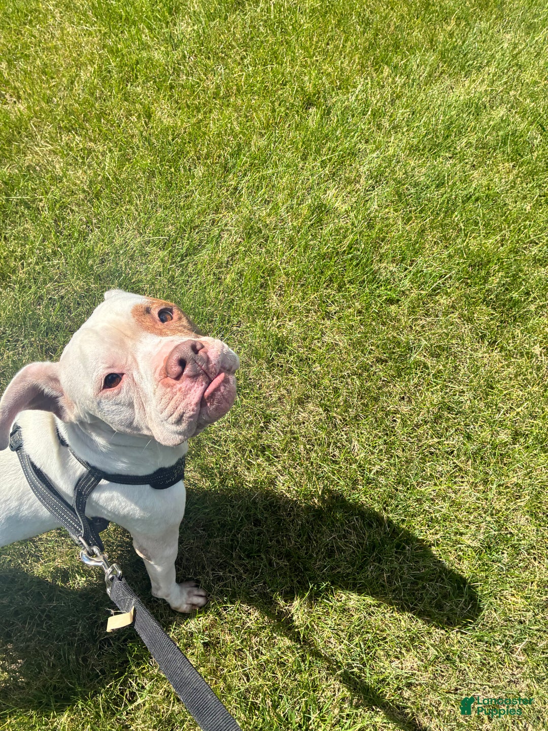 American Bully dogs for sale: Kylo  - Ad 2