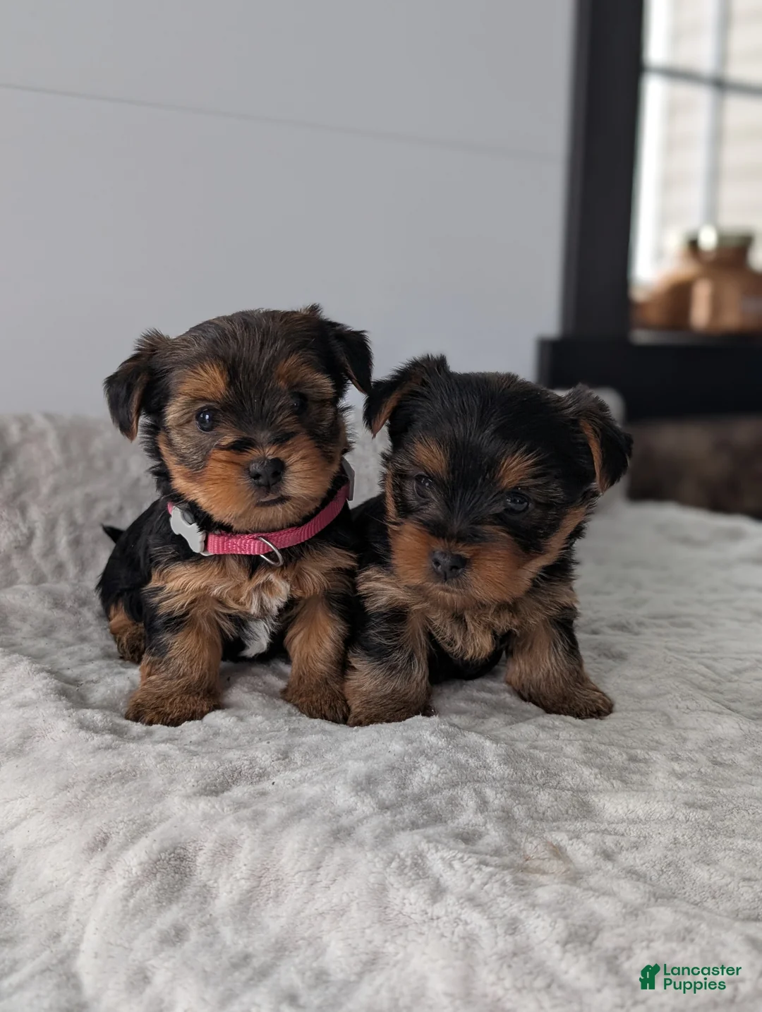 Yorkshire Terrier dogs for sale: Princess  - Ad 7