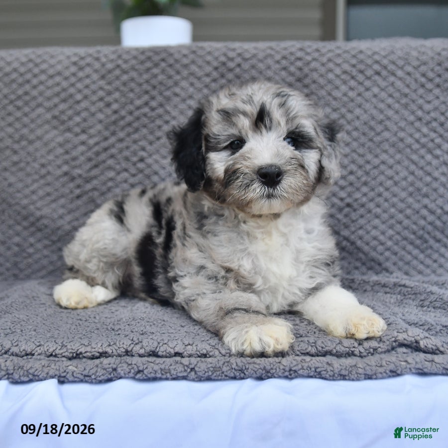 Mini Aussiedoodle dogs Jaxon - Ad 2