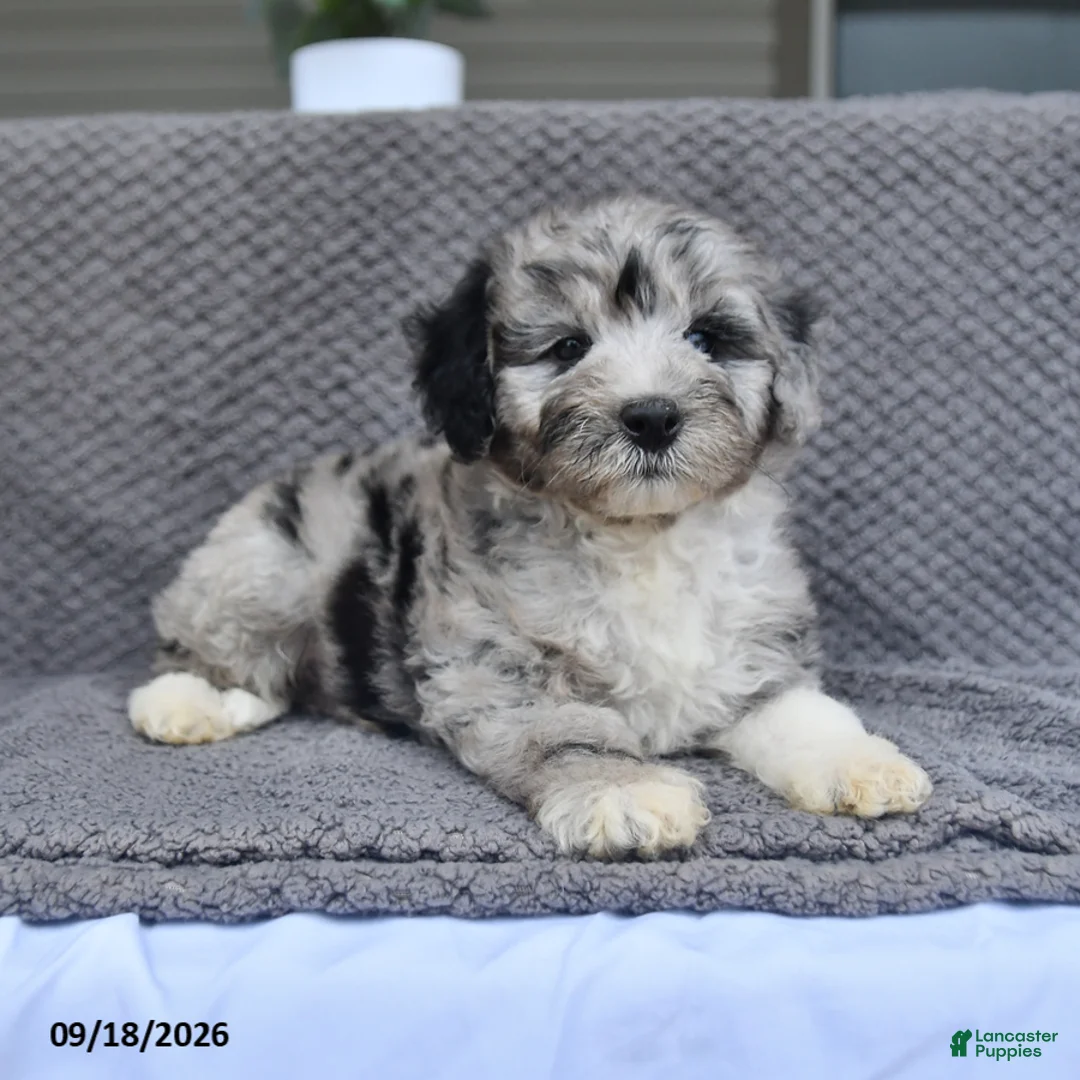 Mini Aussiedoodle dogs for sale: Jaxon - Ad 2