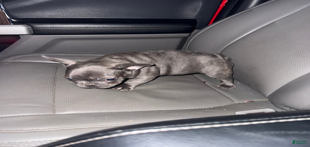 Gallery Image {{count}}