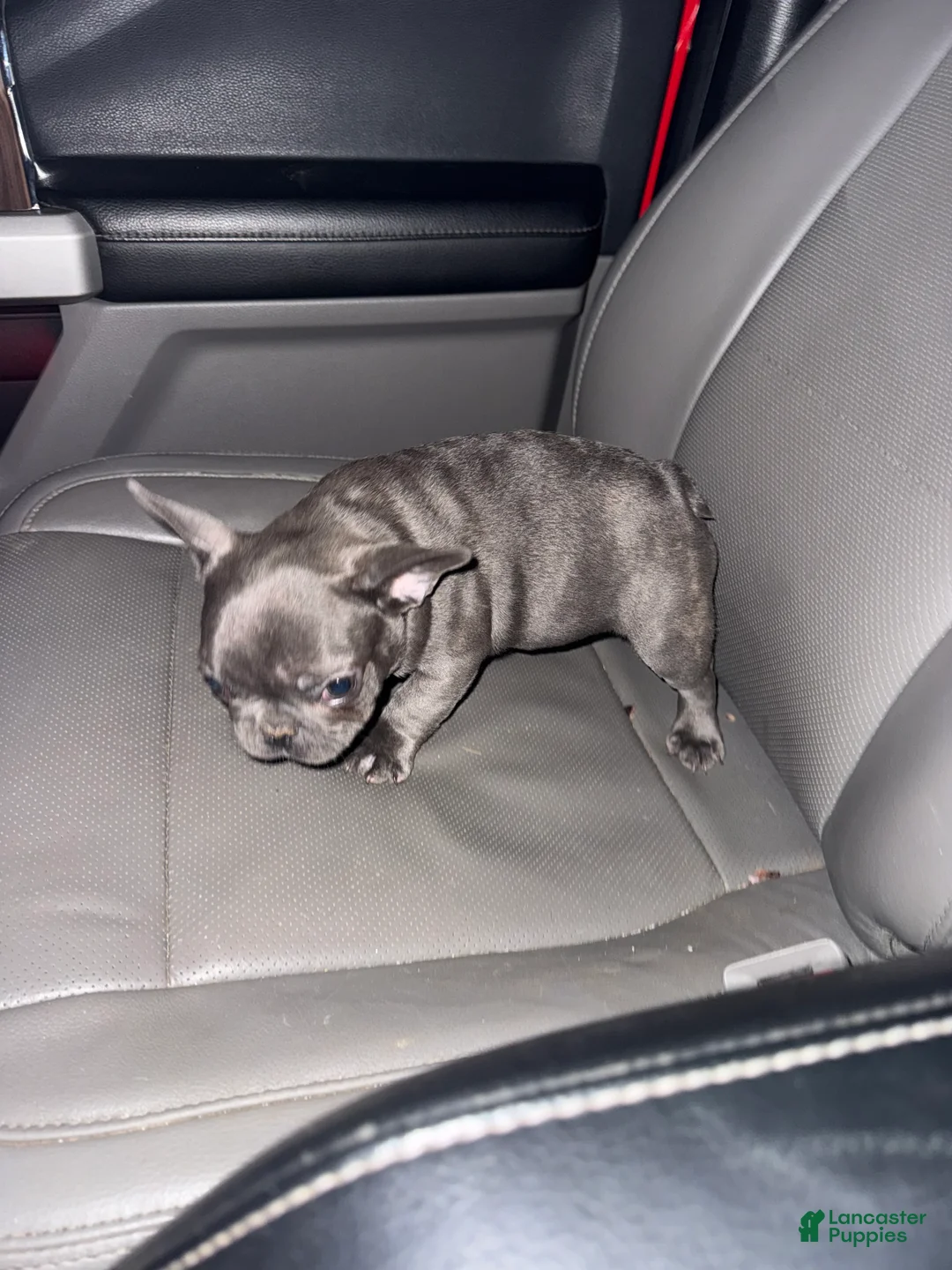 Gallery Image {{count}}