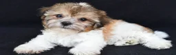 Teddy Bear dogs for sale: Chip - Ad 7