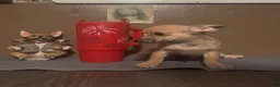 Chiweenie dogs for sale: Hairy Paw-ter - Ad 4