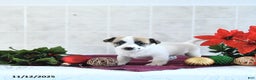 Jack Russell Terrier dogs for sale: Mikki - Ad 9
