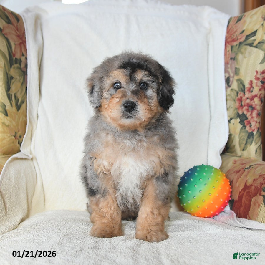 Mini Bernedoodle dogs Rambo - Ad 2