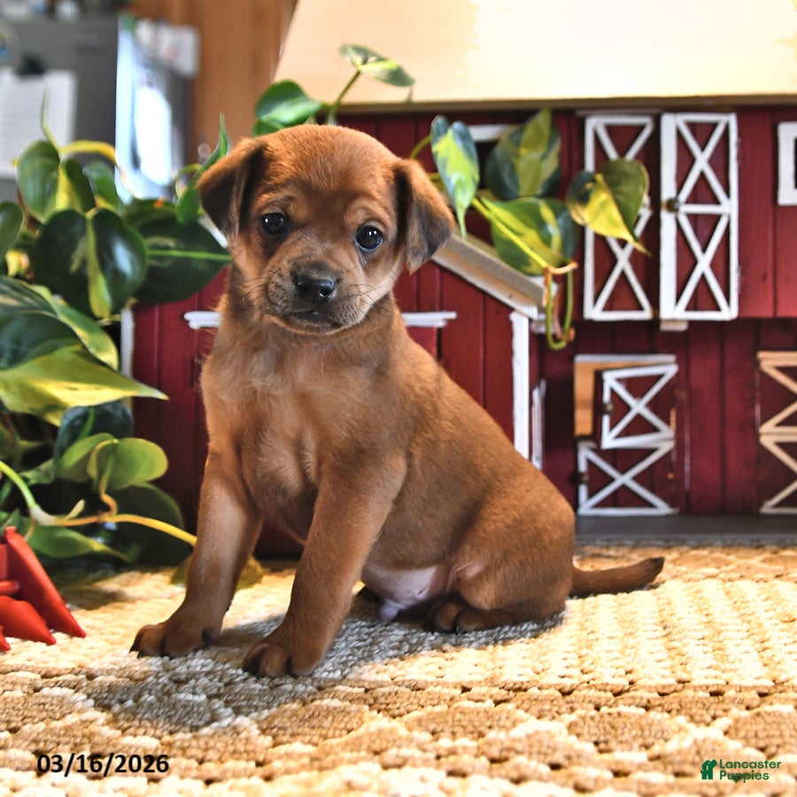 Mixed Breed dogs Ginger - Ad 1