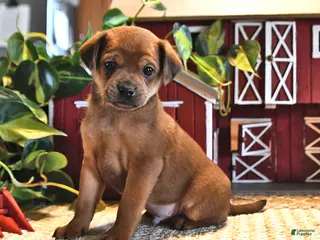 Mixed Breed dogs for sale: Ginger - Ad 3