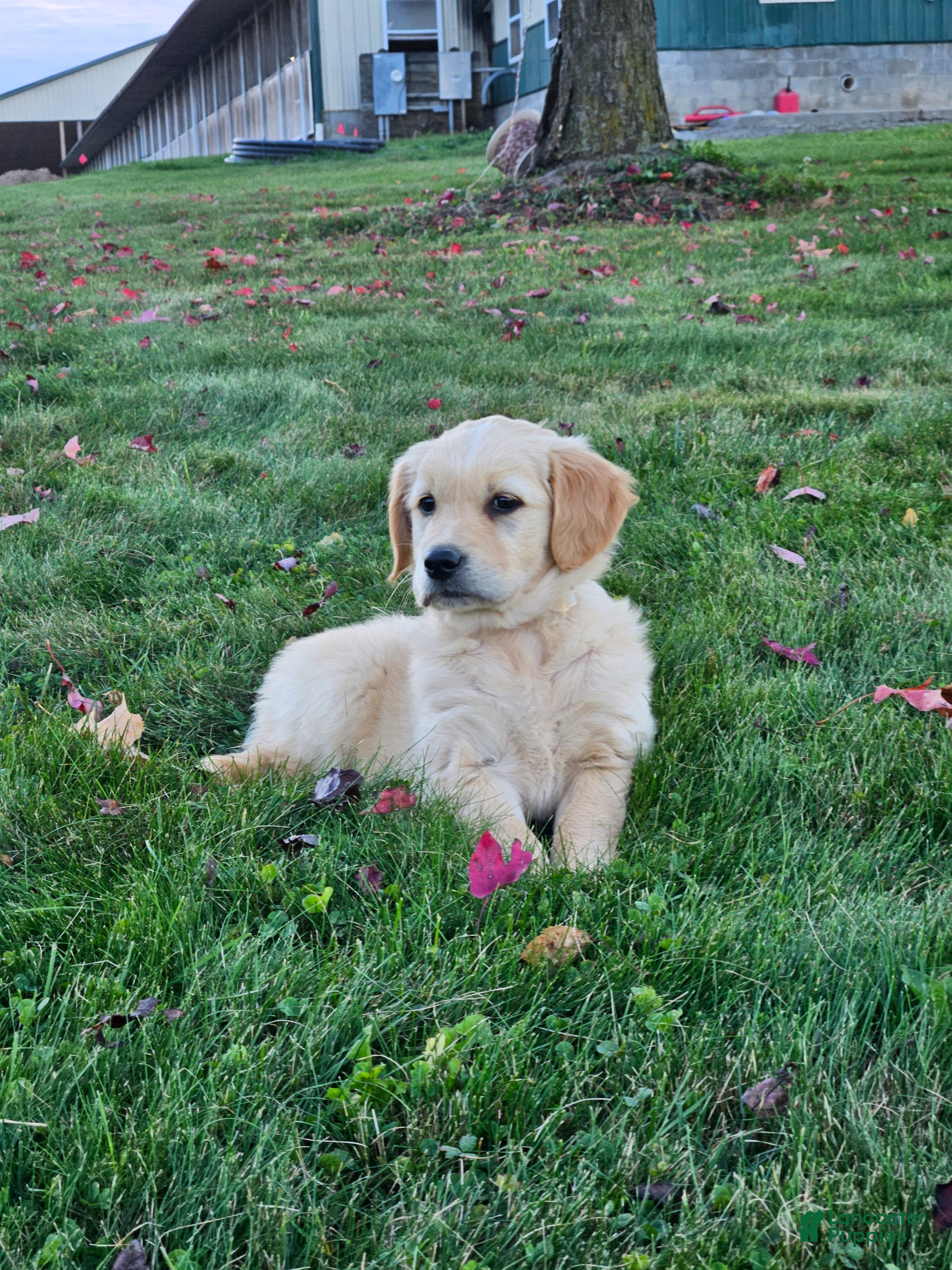 Golden Retriever dogs for sale: Willow - Ad 1