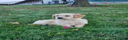 Golden Retriever dogs for sale: Willow - Ad 3