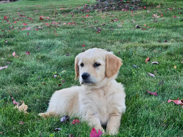 Golden Retriever dogs for sale: Willow - Ad 1