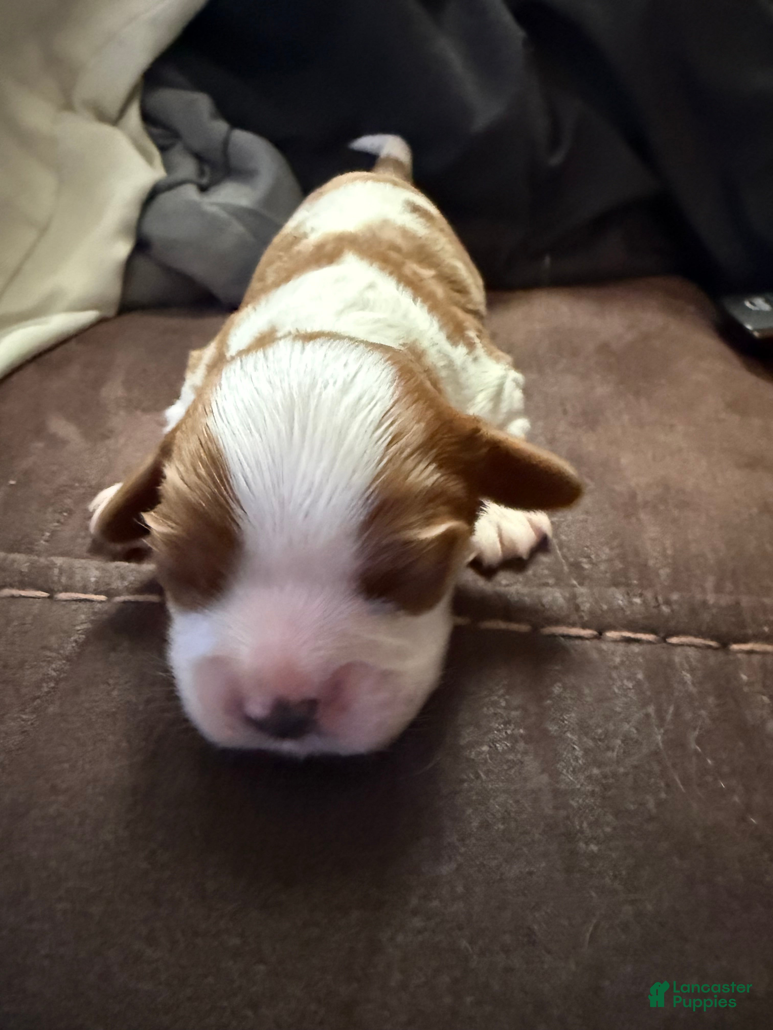Cavalier King Charles Spaniel dogs for sale: Cavalier King Charles Spaniel - Chester - Ad 2