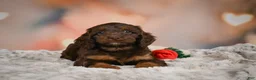 Cockapoo dogs for sale: Sadie - Ad 12