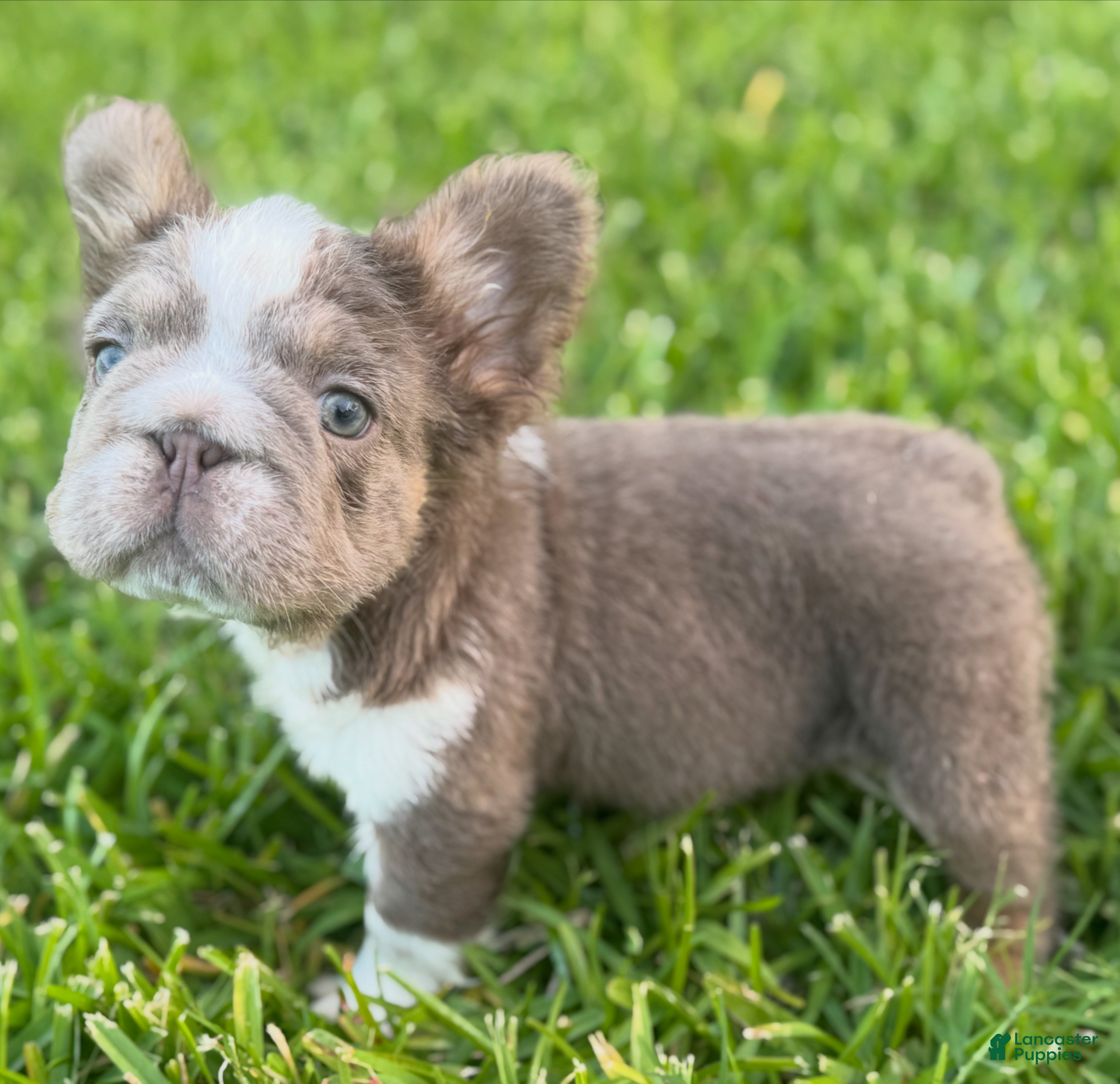 French Bulldog dogs Biscuit  - Ad 26