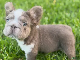 French Bulldog dogs Biscuit - Ad 26