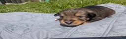 Mixed Breed dogs for sale: Green collar  - Ad 4