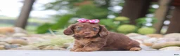 Miniature Dachshund dogs for sale: Harvest - Ad 2