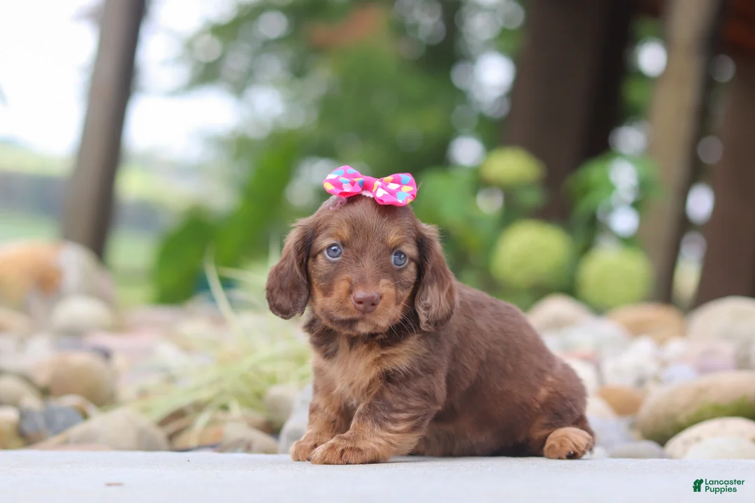 Miniature Dachshund dogs for sale: Harvest - Ad 2