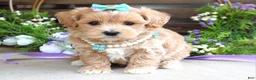 Maltipoo dogs for sale: Bella - Ad 7