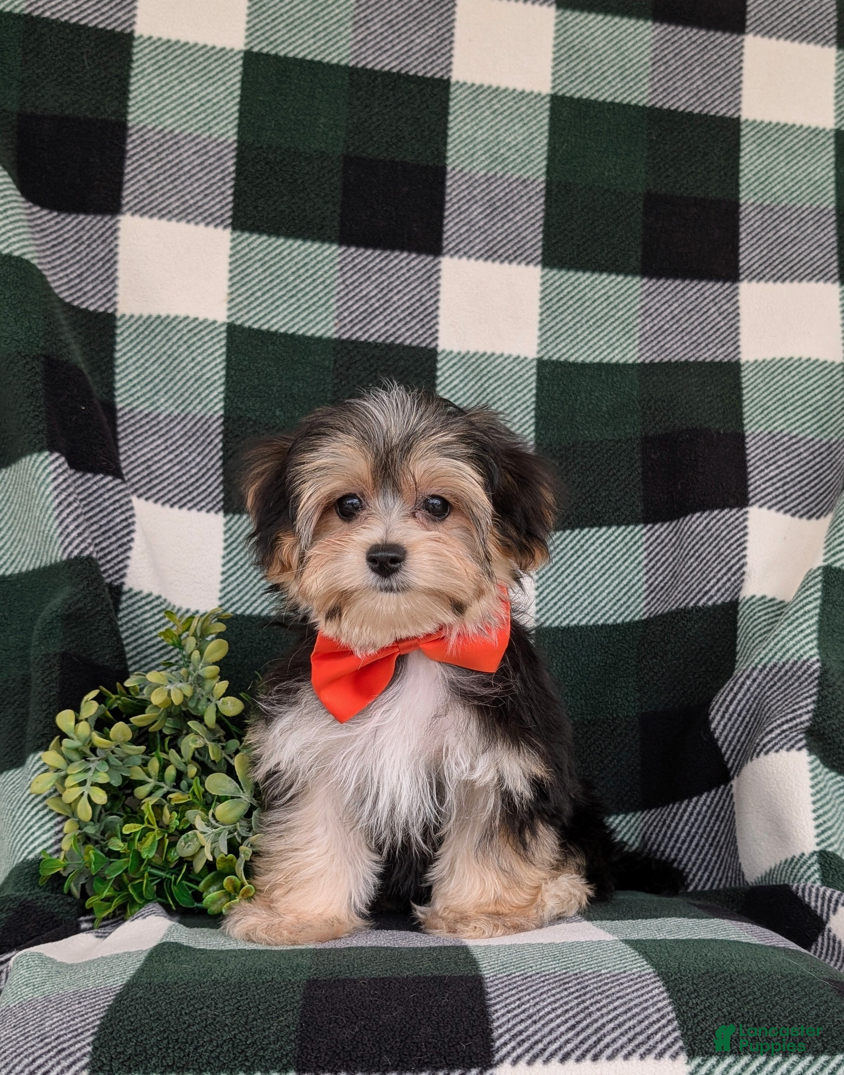 Morkie dogs Raleigh 6 lbs Full Grown - Ad 2